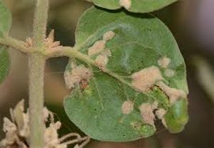 uploads/images/pest/jasmine eriophyid mite.jpg